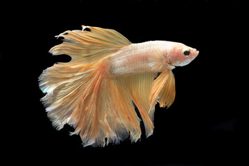 Close up of Half-Moon fighting fish  or Siamese fighting fish in movement isolated on black...
