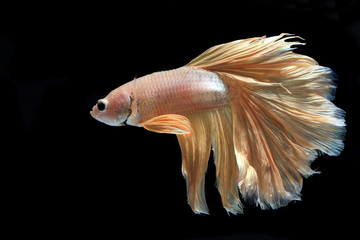 Close up of Half-Moon fighting fish  or Siamese fighting fish in movement isolated on black...