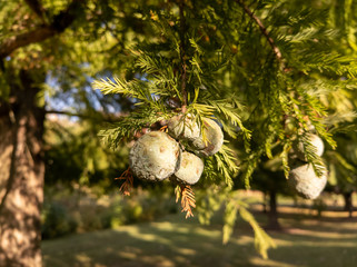 Bald Cypress Cones