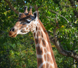 The giraffe is the tallest land animal in the world and can grow up to 5.5 metres tall. It is...