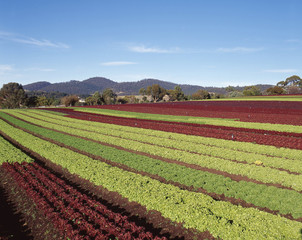 Fototapeta na wymiar Growing fancy lettuce varieties