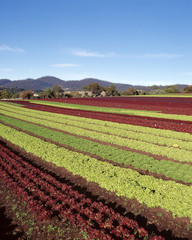 Growing fancy lettuce varieties