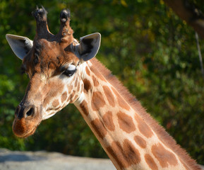 The giraffe is the tallest land animal in the world and can grow up to 5.5 metres tall. It is...