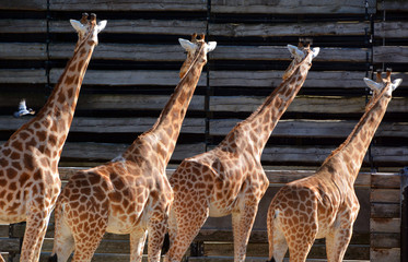 The giraffe is the tallest land animal in the world and can grow up to 5.5 metres tall. It is...
