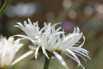 白い花びら