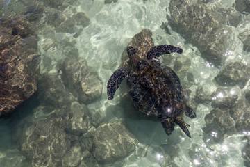 Aerial view of a turtle swimming in the ocean
