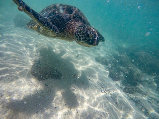 Obraz premium Turtle swimming underwater in the clear ocean in Oahu Hawaii