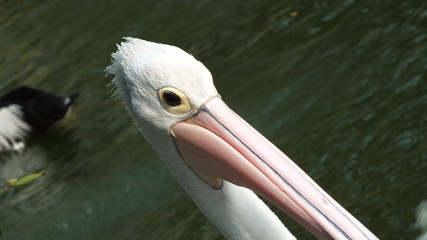 Pelecanus, a water bird that has a sac under its beak