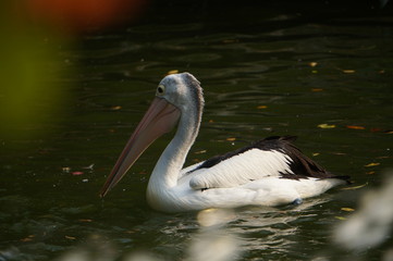 Pelecanus, a water bird that has a sac under its beak