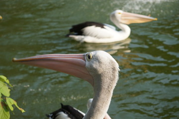 Pelecanus, a water bird that has a sac under its beak