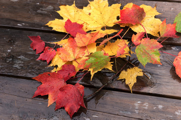 Naklejka na ściany i meble Botanical set of autumn colorful leaves. Indian Summer. Canada