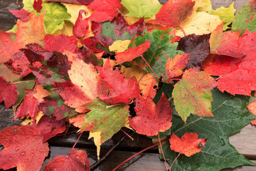 Botanical set of autumn colorful leaves. Indian Summer. Canada