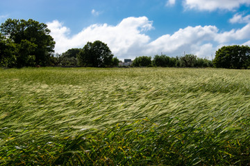 green field and blue sky