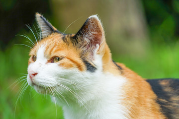 草原に佇む三毛猫