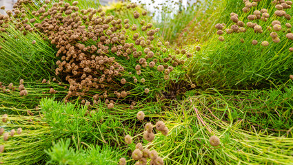 Dry plants in the forest in autumn.