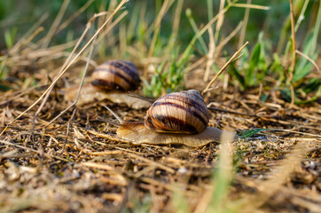 Grape snail Helix pomatia macro.