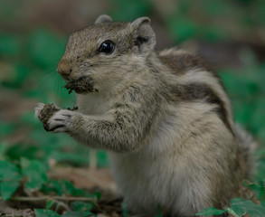 squirrel eating a nut