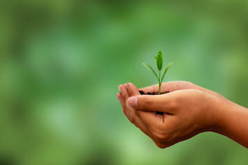Fototapeta na wymiar Hand holding green plant seedling on black fertile soil. Concept of care and protect planet, tree, forest, farming or beginning, holding of business, start of investment. Image.