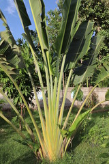 Ravenala a genus of flowering plants,with a single species,Ravenala madagascariensis,commonly known as traveller's tree or traveller's palm.Photography from Assam,India,Asia