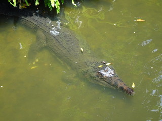 crocodile in water