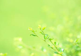Fototapeta na wymiar Sunny abstract green nature background, selective focus