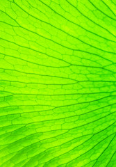 Green leaf