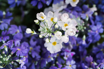 Fototapeta premium 花