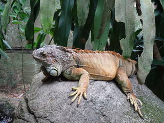 iguana on a branch