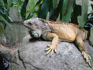 iguana on rock