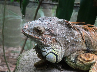 iguana in zoo