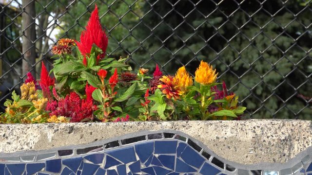 Autumn flowers bring beauty in the panorama of this footage.