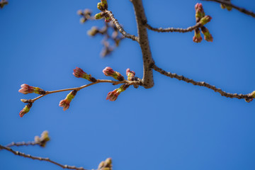 しだれ桜のつぼみのイメージ