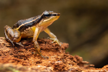 Posion Frog