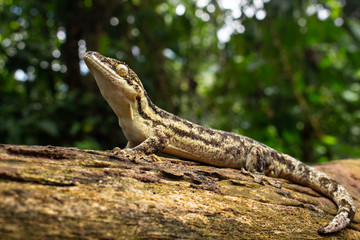 Big Latin Gecko