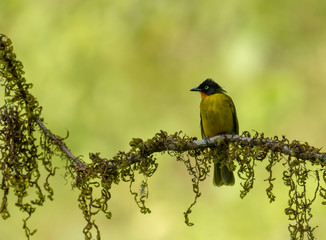 Fire-throated Bulbul at Ganeshgudi,Karnataka,India
