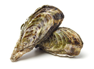 Fresh opened oyster on white background