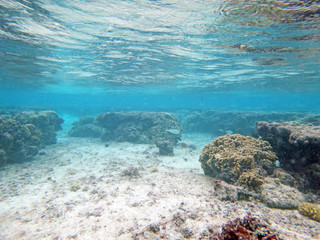 Naklejka na ściany i meble Diving on Guam, coral reef seabed and water surface view from underwater