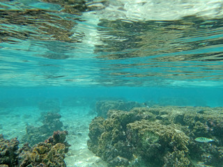 Diving on Guam coral reef, coral reef sea bed, water surface underwater