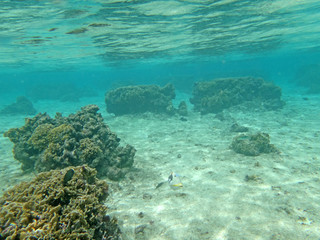 Diving on Guam coral reef, coral reef sea bed, water surface underwater
