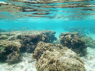 Diving on Guam coral reef, coral reef seabed, water surface underwater