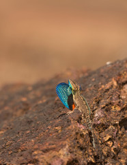 Fan-throated Lizard in display Seen near Chalkewadi,Satara,Maharashtra,India