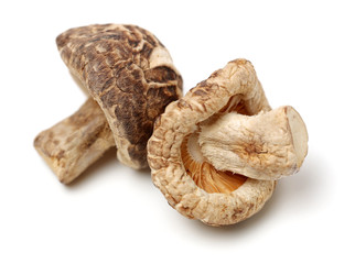 Dry Shiitake Mushroom on white background