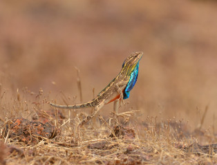 Fan-throated Lizard in display Seen near Chalkewadi,Satara,Maharashtra,India