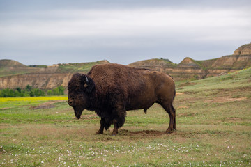 Lone Bison in Theodore Roosevelt National Park
