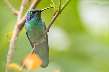 Colibrí Nectarívoro