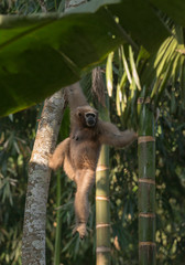 Fototapeta premium Female Hoolock Gibbon at assam,India