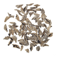 black fungus on white background