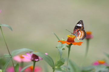 Red Lacewing , Red-bellied butterflies picking flowers from flowers.