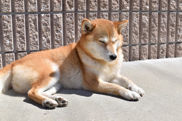 柴犬・ウトウト・昼寝
