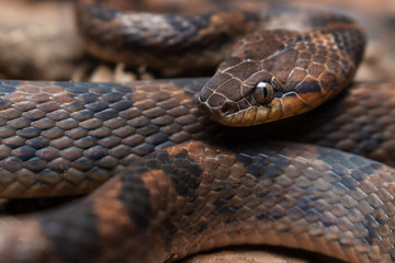 Obraz premium Escamada